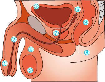 volume da prostata normal cm3)