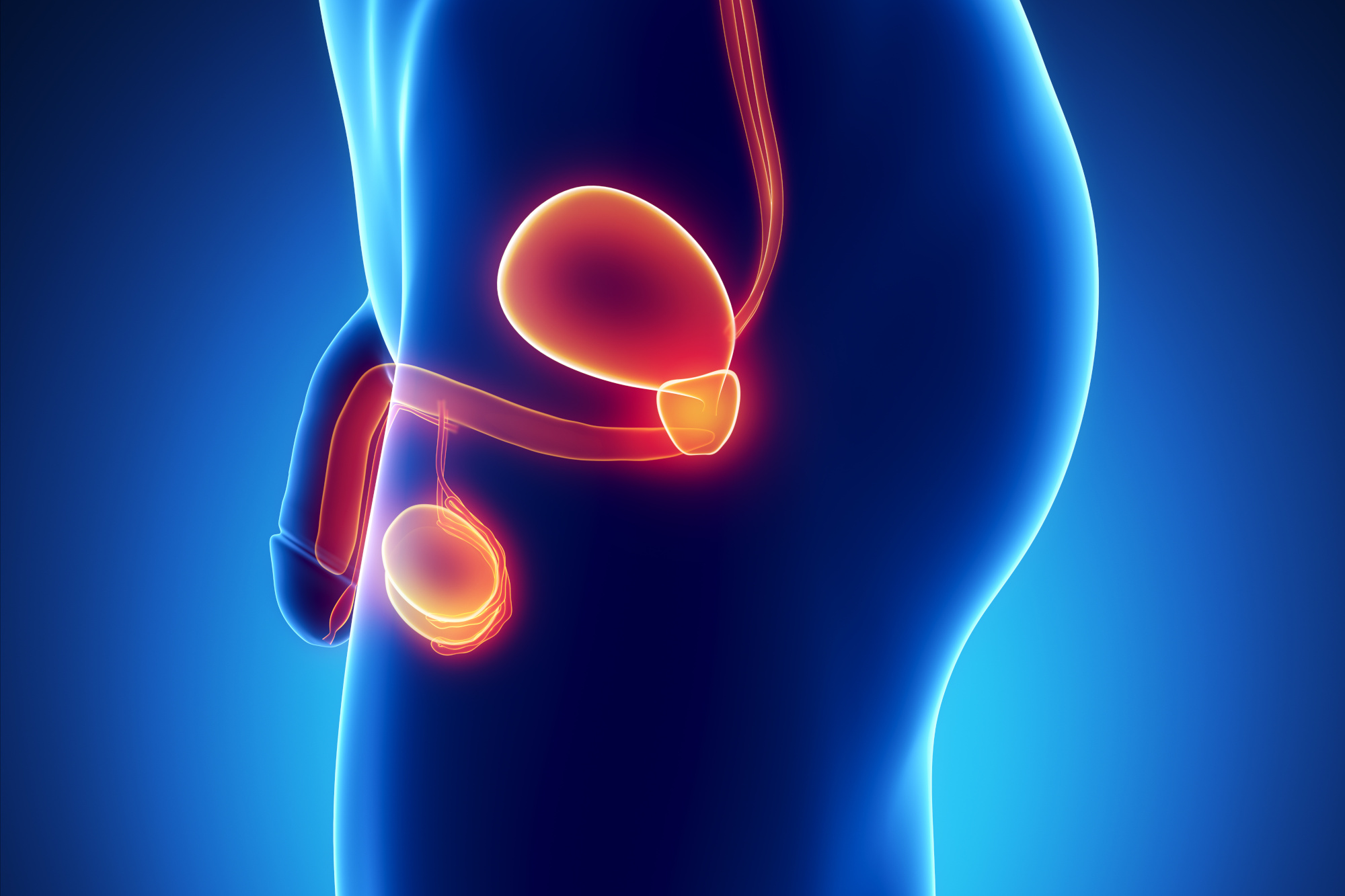 prostata+anatomia+tamanho